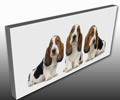 Pet Canvas prints